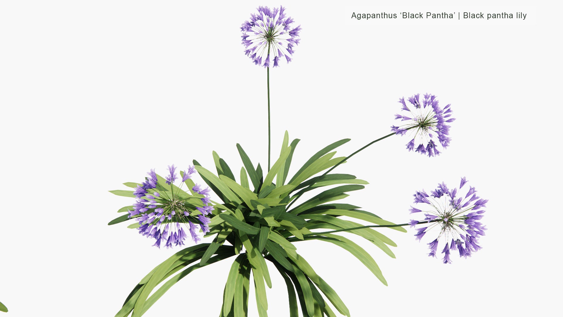 Low Poly Agapanthus Black Pantha - Black Pantha Lily (3D Model)