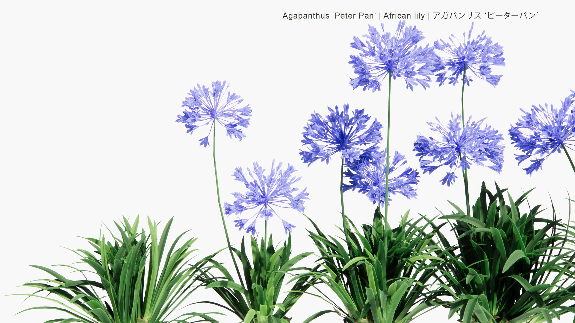 Low Poly Agapanthus Peter Pan - African lily , アガパンサス ‘ピーターパン’ (3D Model)
