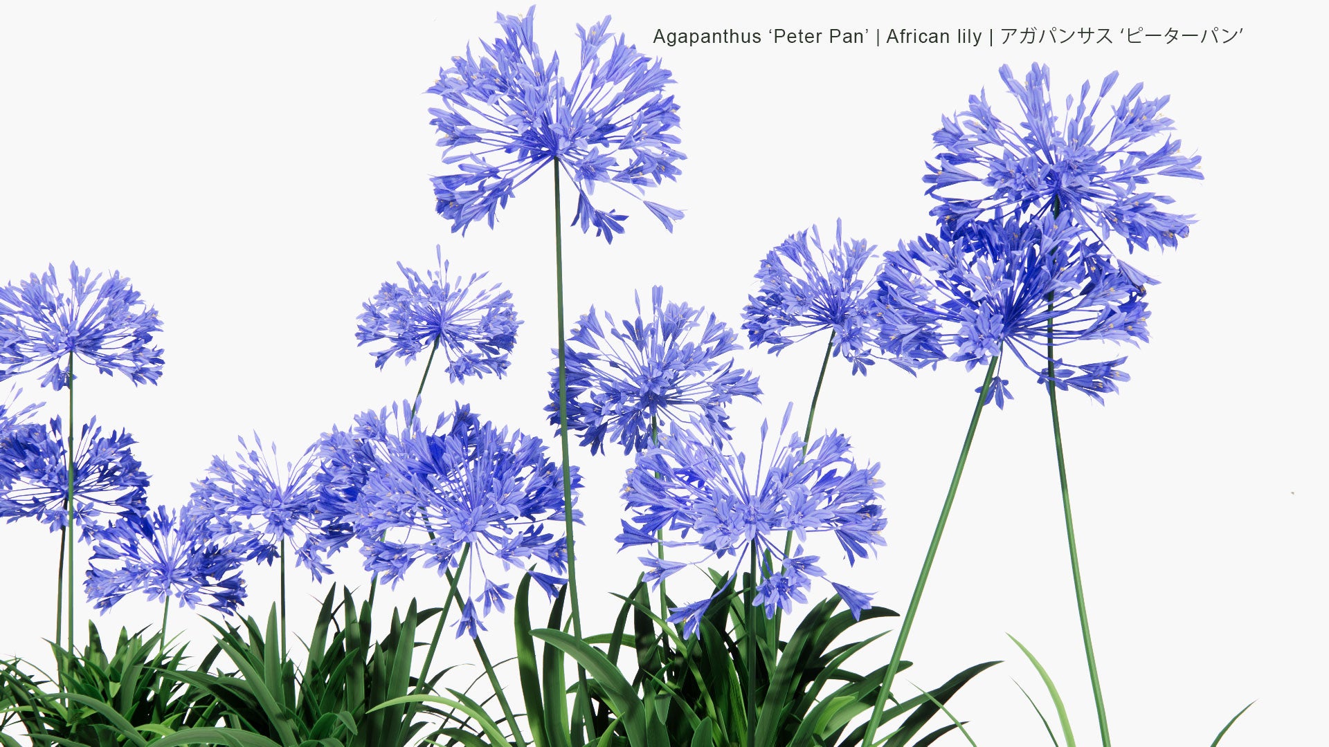 Low Poly Agapanthus Peter Pan - African lily , アガパンサス ‘ピーターパン’ (3D Model)