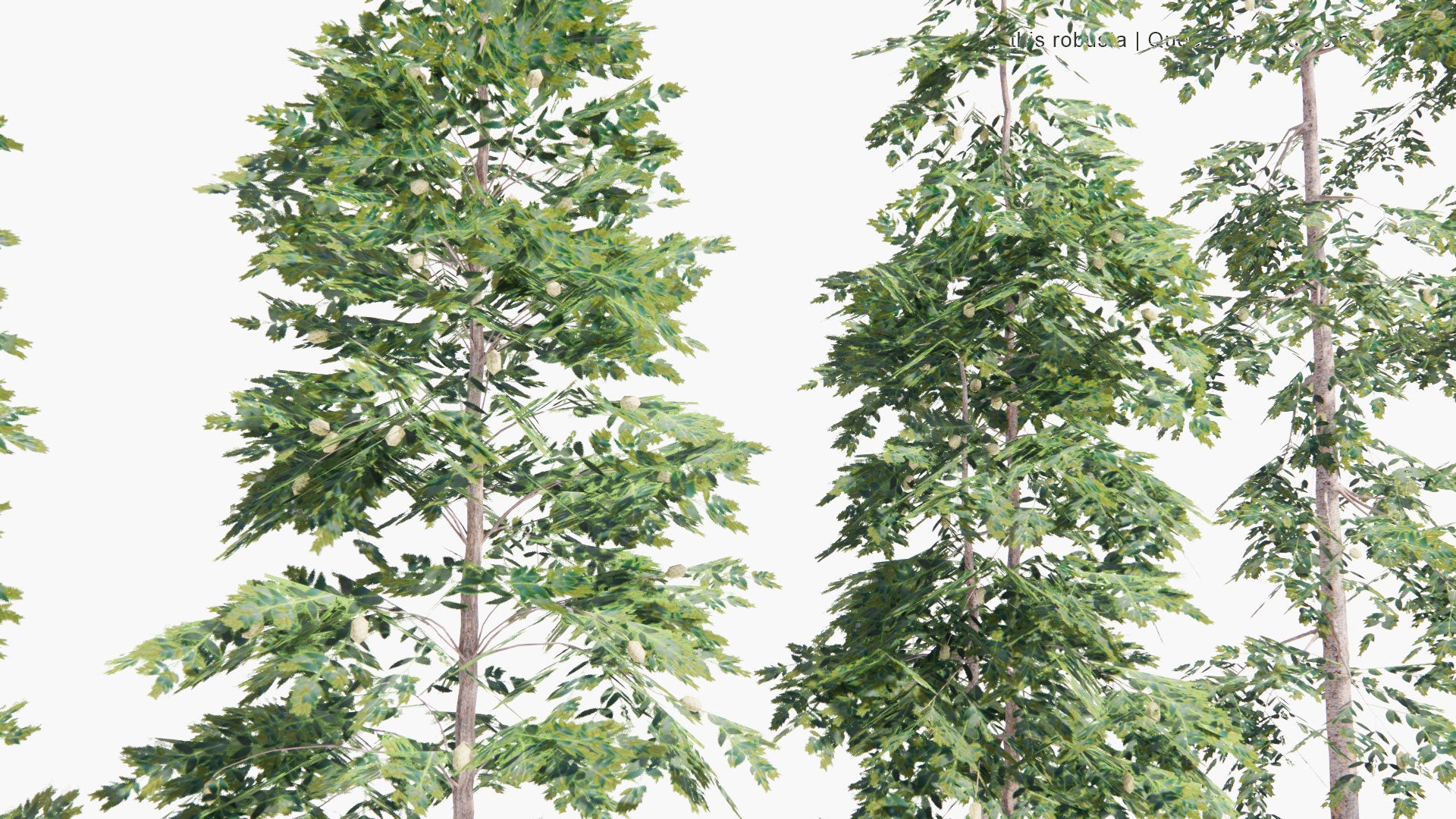 Low Poly Agathis Robusta - Queensland Kauri Pine (3D Model)