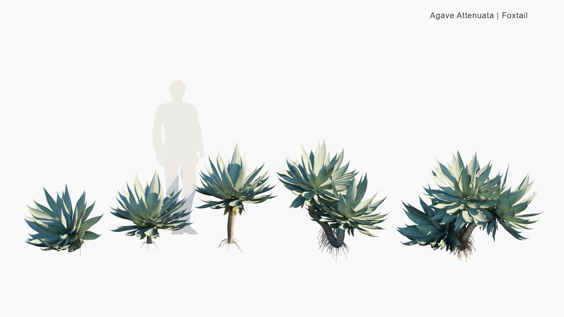 Low Poly Agave Attenuata - Foxtail (3D Model)
