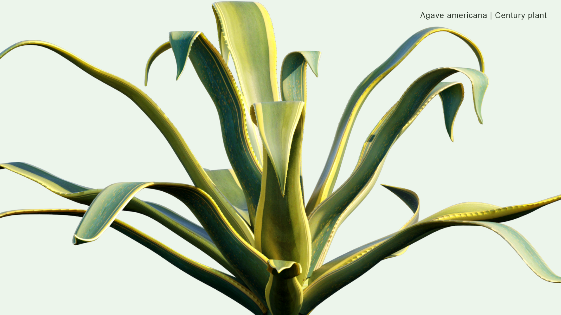 2D Agave Americana - Century Plant, Maguey, American Aloe