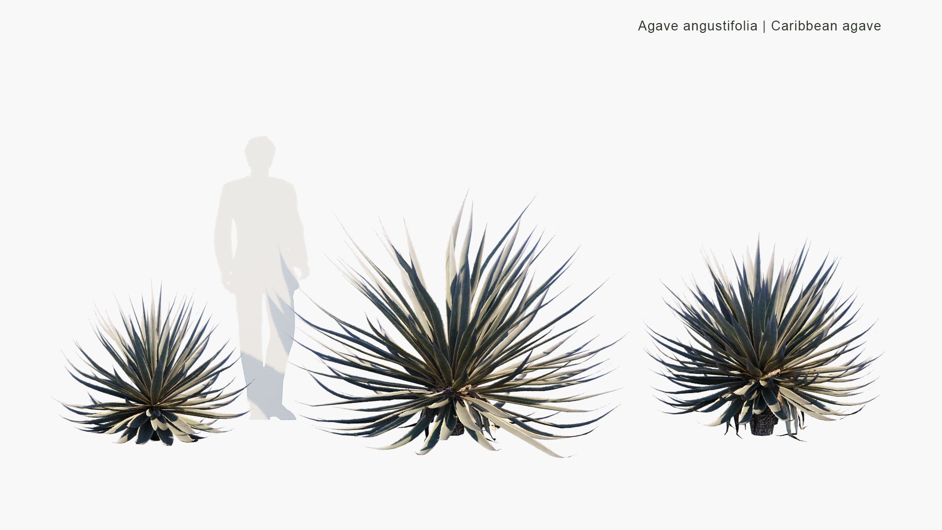 Low Poly Agave Angustifolia - Caribbean Agave (3D Model)