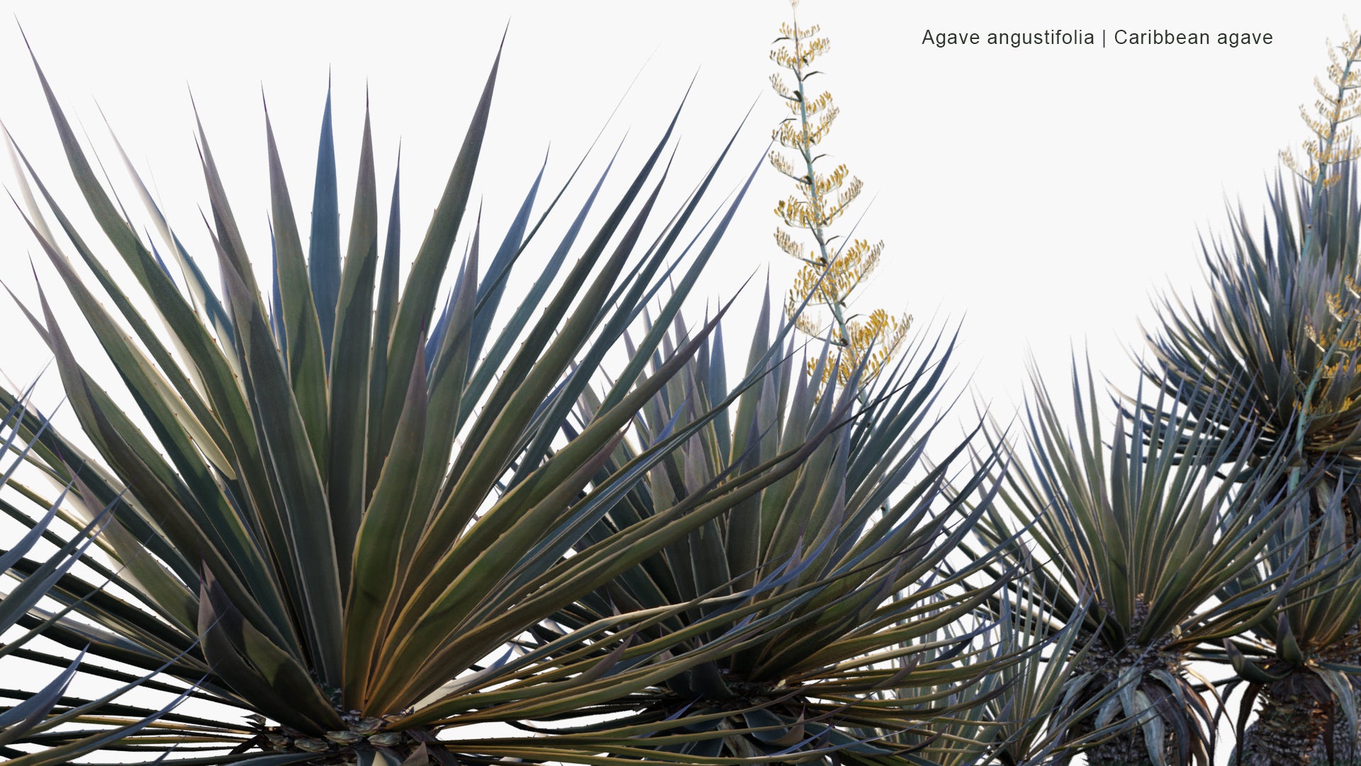 Low Poly Agave Angustifolia - Caribbean Agave (3D Model)