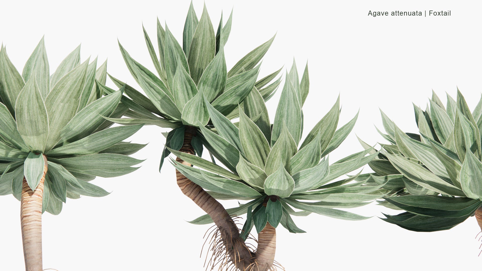 Low Poly Agave Attenuata - Foxtail (3D Model)