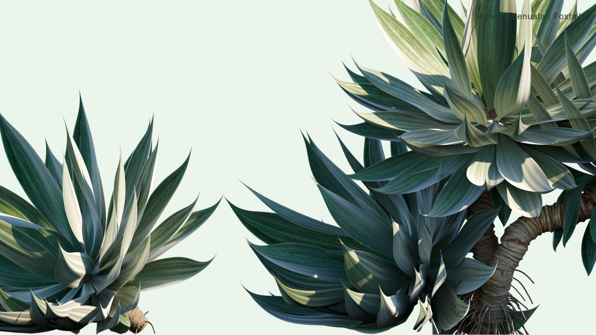 2D Agave Attenuata - Foxtail