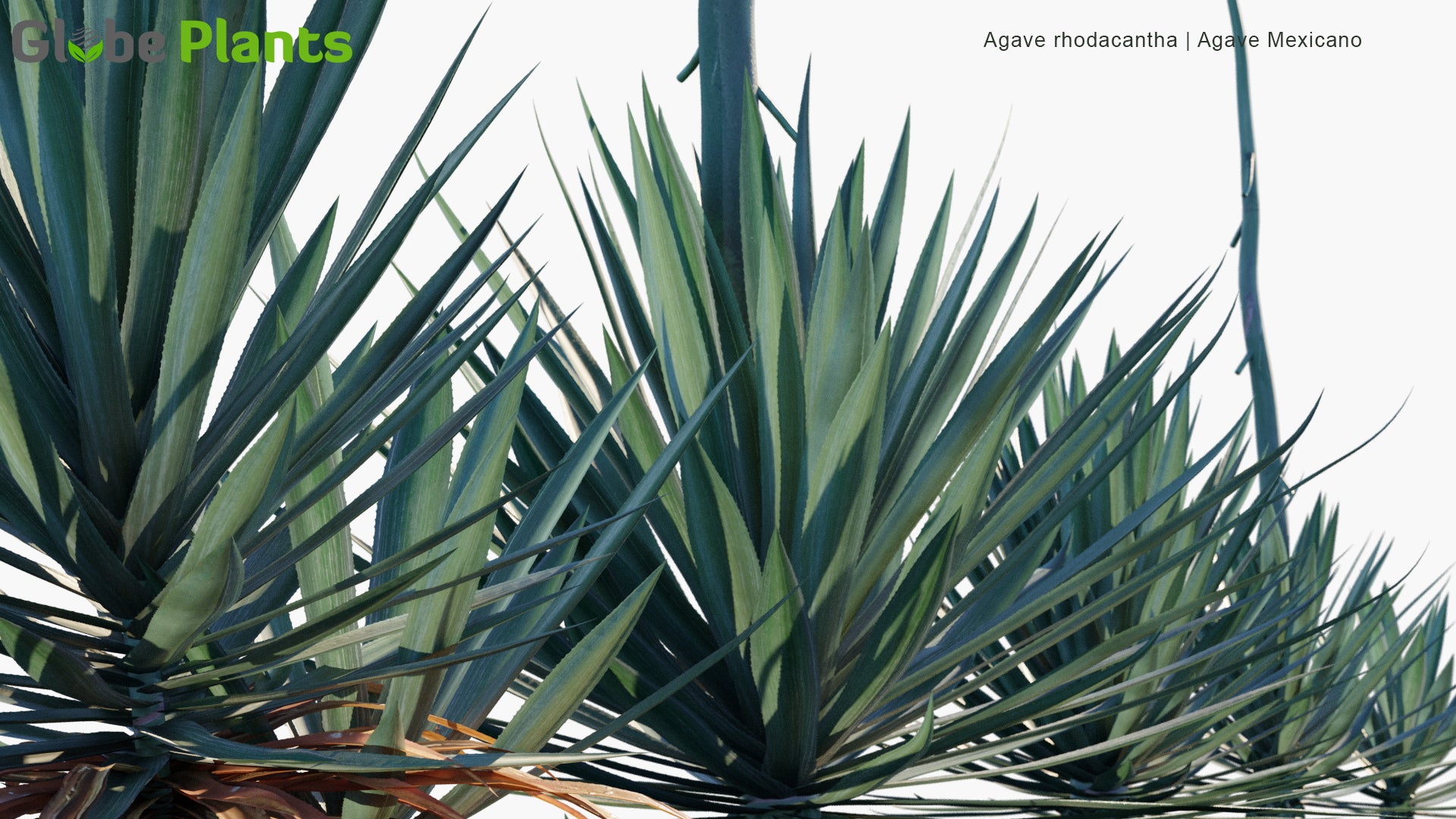 Low Poly Agave Rhodacantha - Agave Mexicano (3D Model)