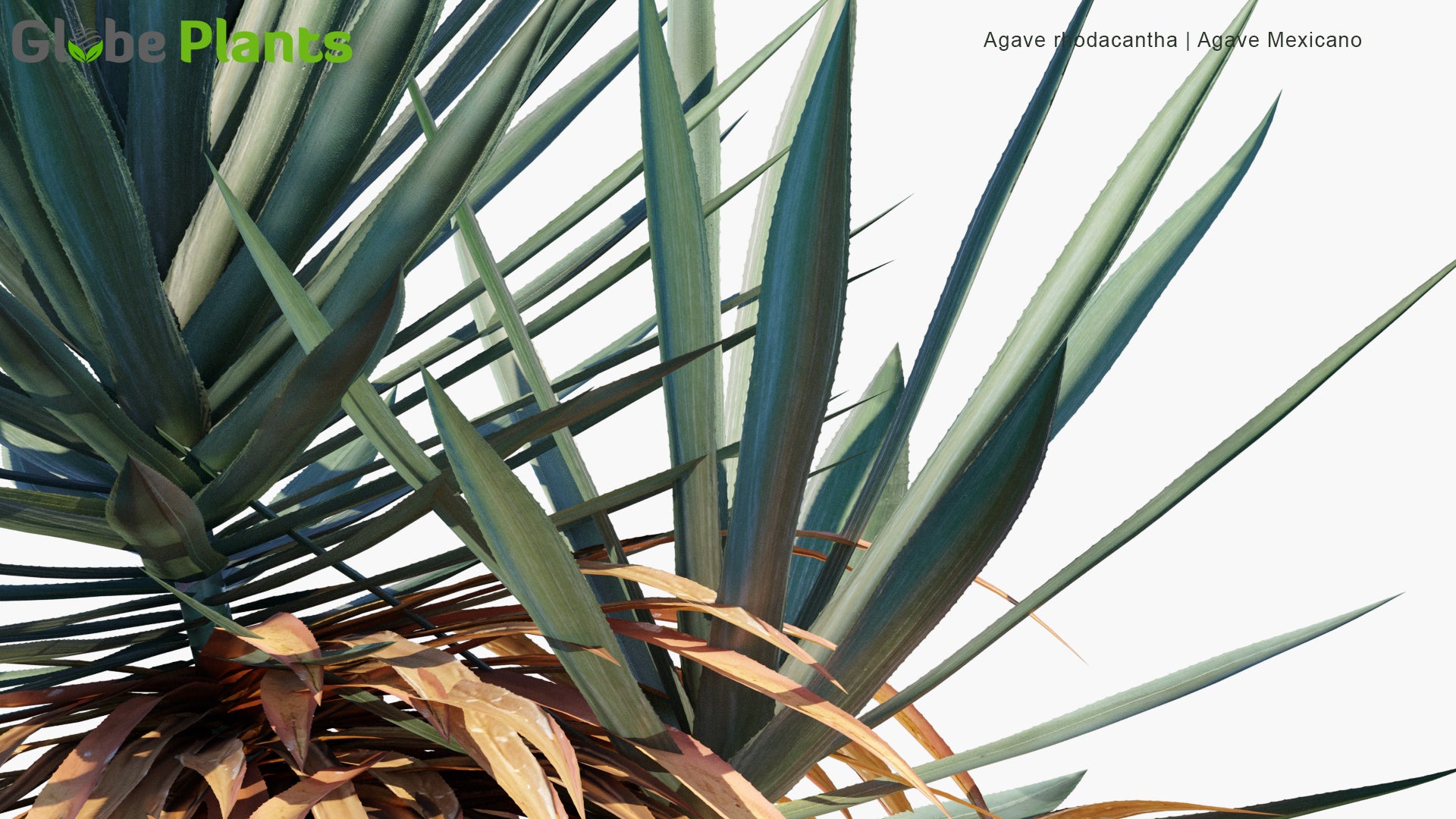 Low Poly Agave Rhodacantha - Agave Mexicano (3D Model)