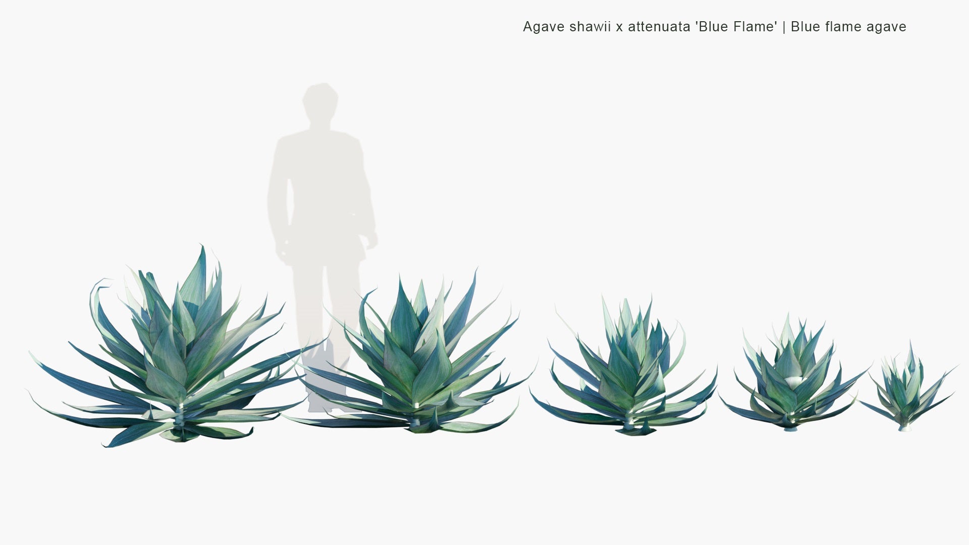 Low Poly Agave Shawii x Attenuata 'Blue Flame' - Blue Flame Agave (3D Model)