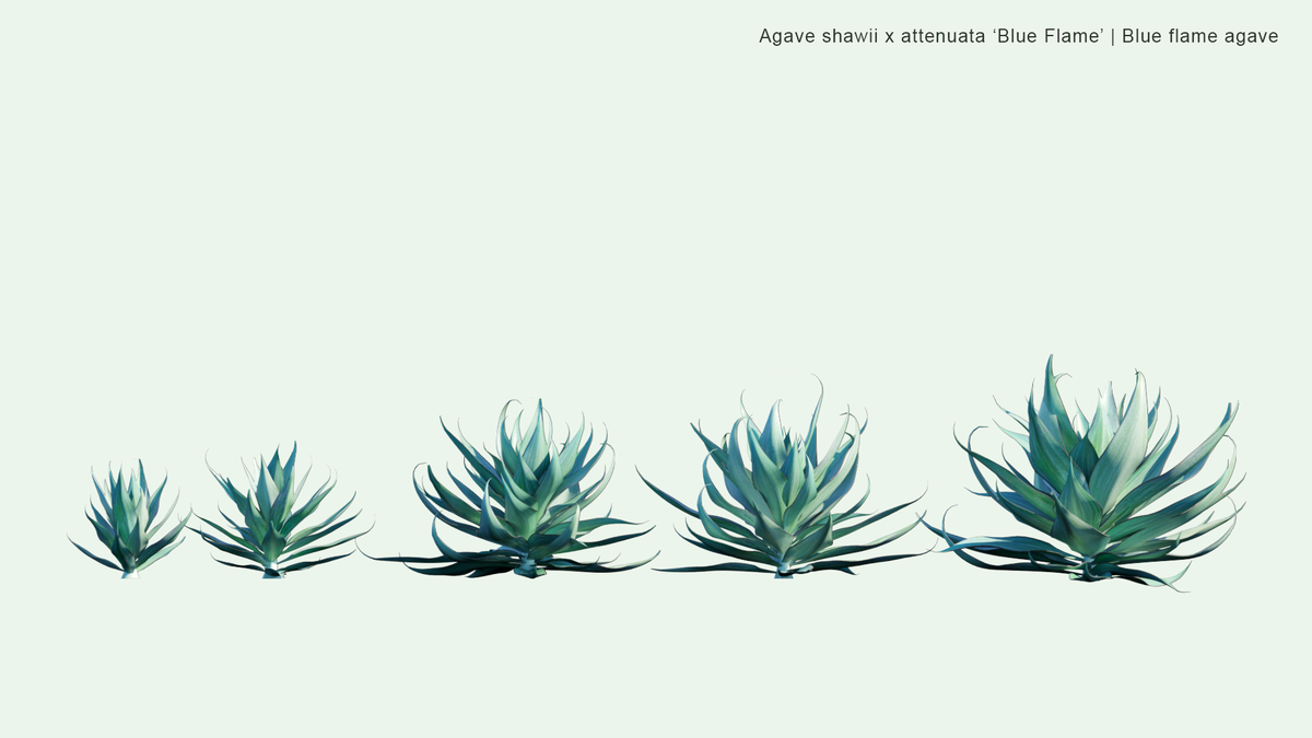 アガベ x ブルーフレイム｜Agave x 'Blue Flame' | DESERT INC.