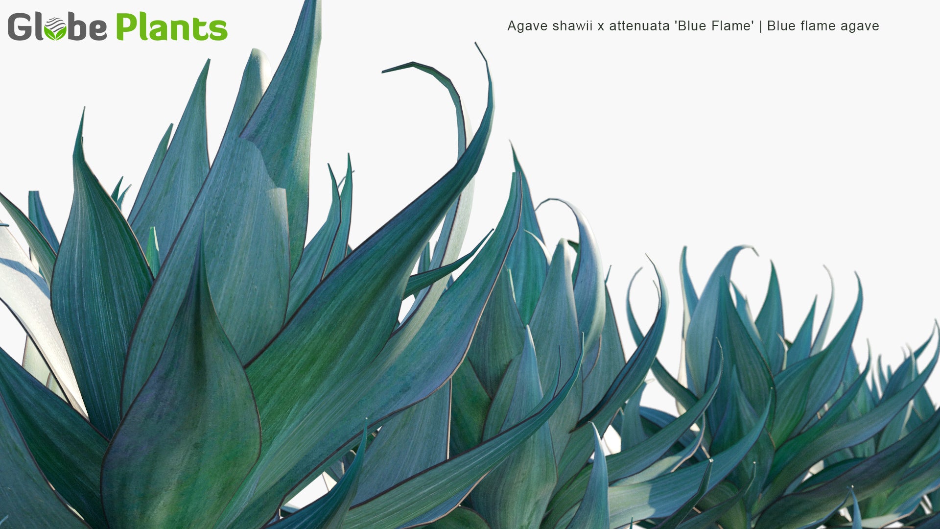 Low Poly Agave Shawii x Attenuata 'Blue Flame' - Blue Flame Agave (3D Model)
