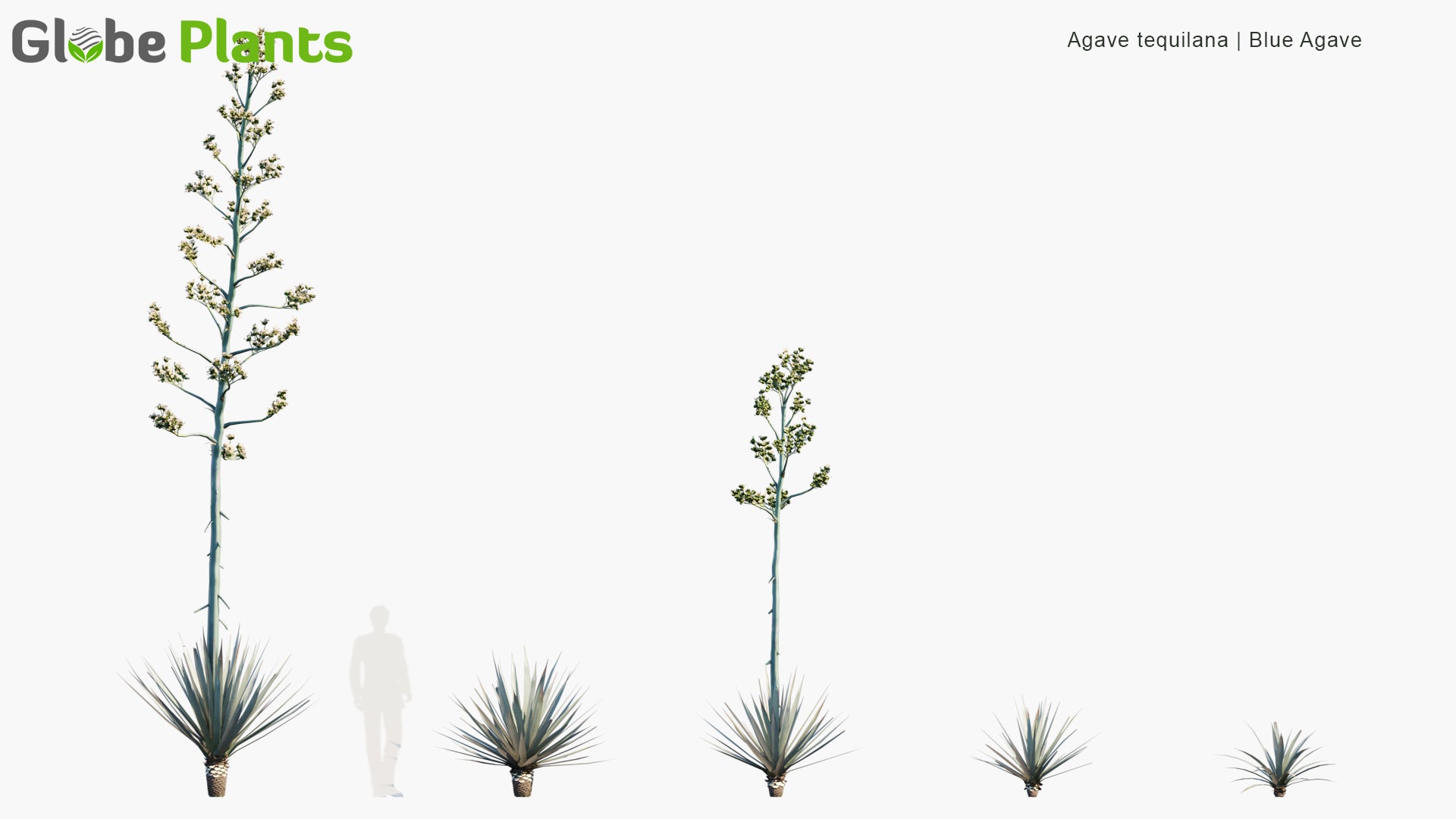 Low Poly Agave Tequilana - Blue Agave (3D Model)