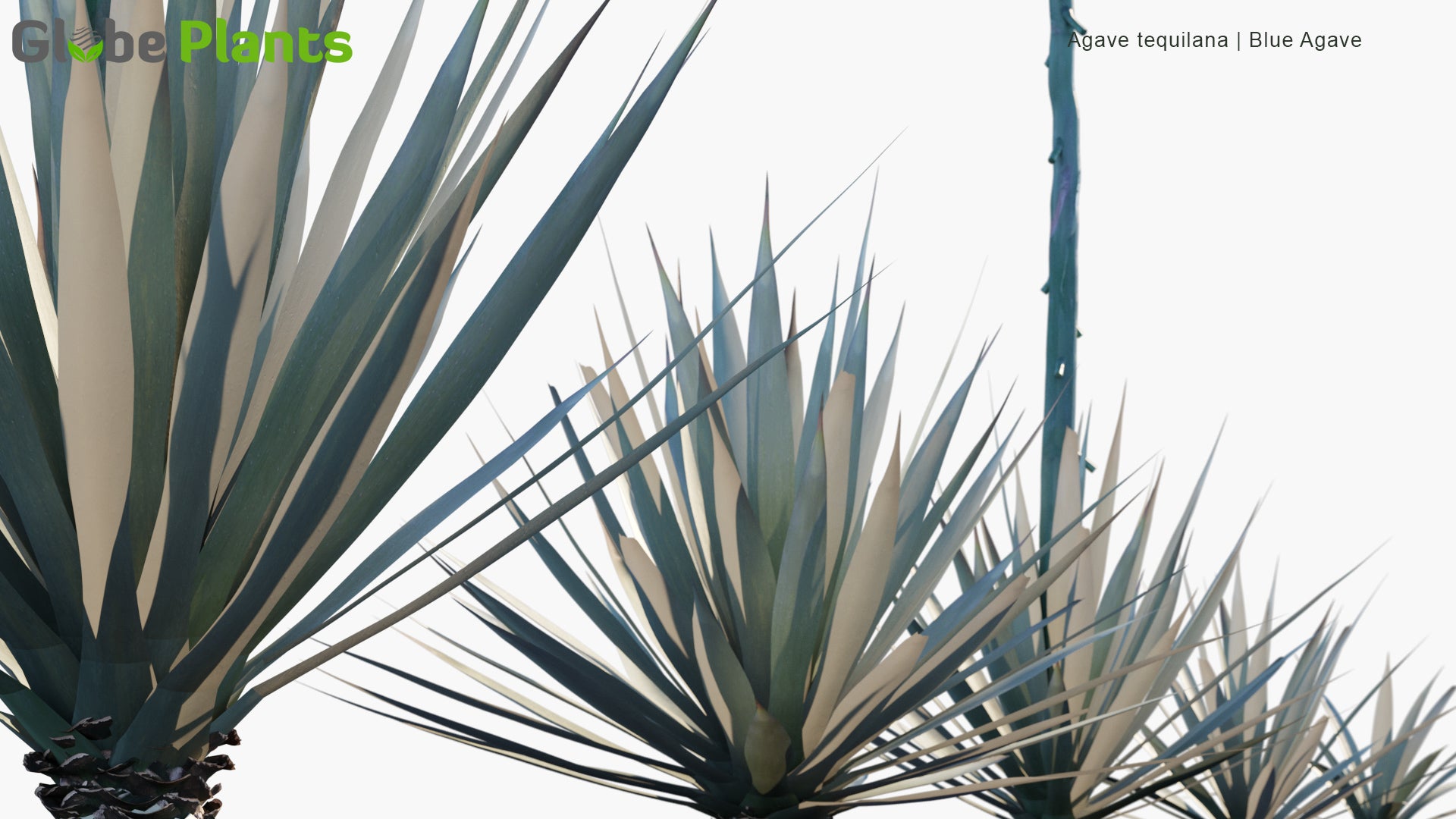 Low Poly Agave Tequilana - Blue Agave (3D Model)