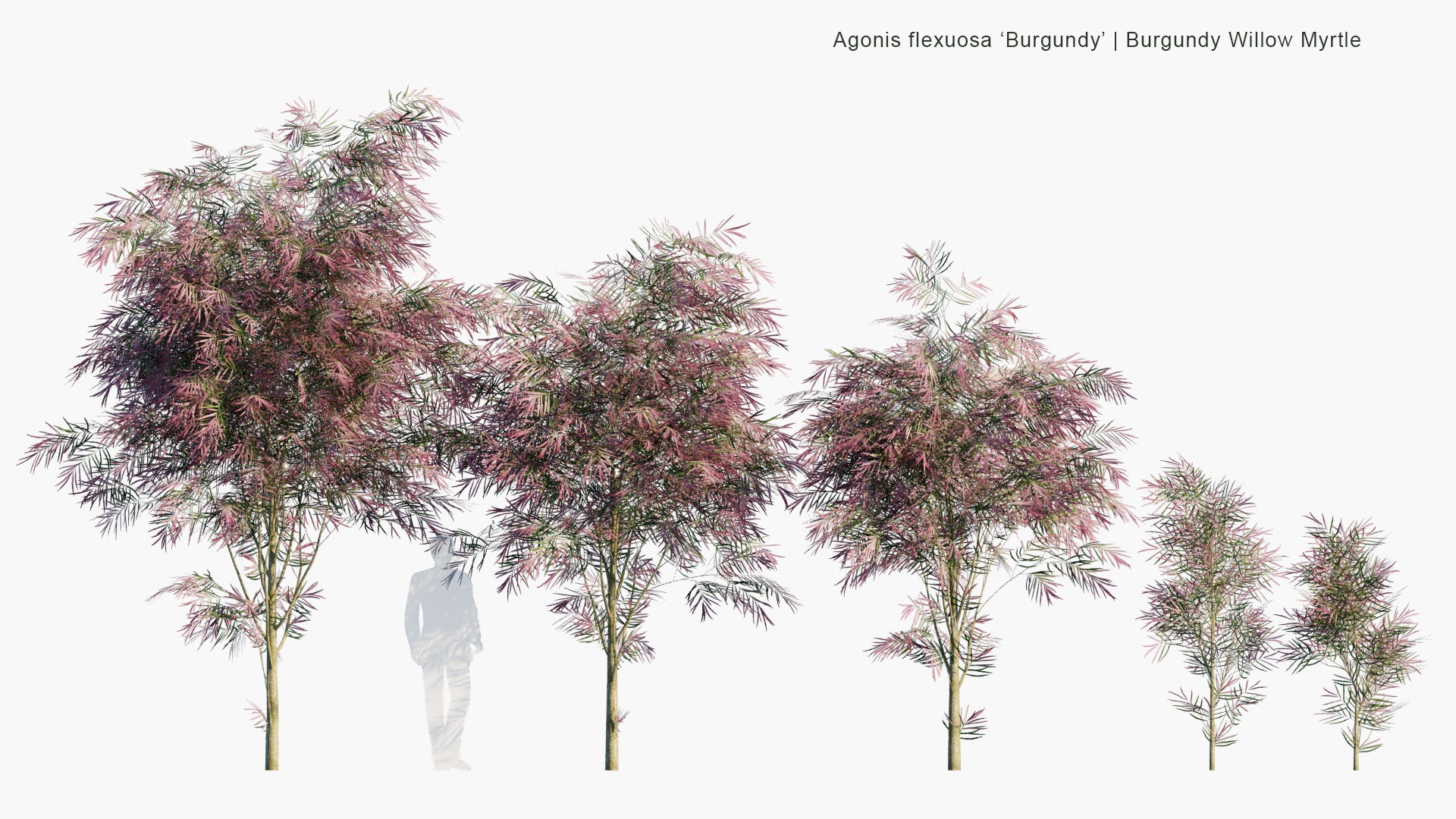 Low Poly Agonis Flexuosa 'Burgundy' - Burgundy Willow Myrtle (3D Model)