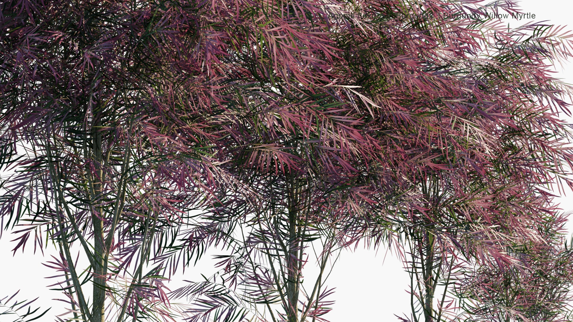 Low Poly Agonis Flexuosa 'Burgundy' - Burgundy Willow Myrtle (3D Model)