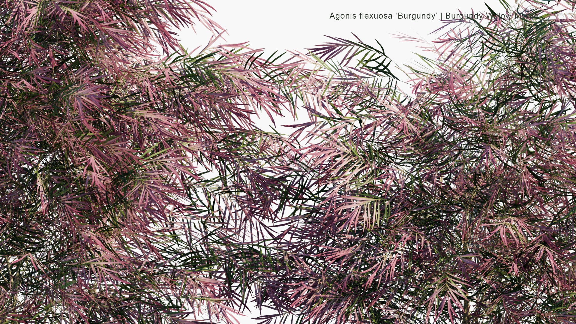 Low Poly Agonis Flexuosa 'Burgundy' - Burgundy Willow Myrtle (3D Model)