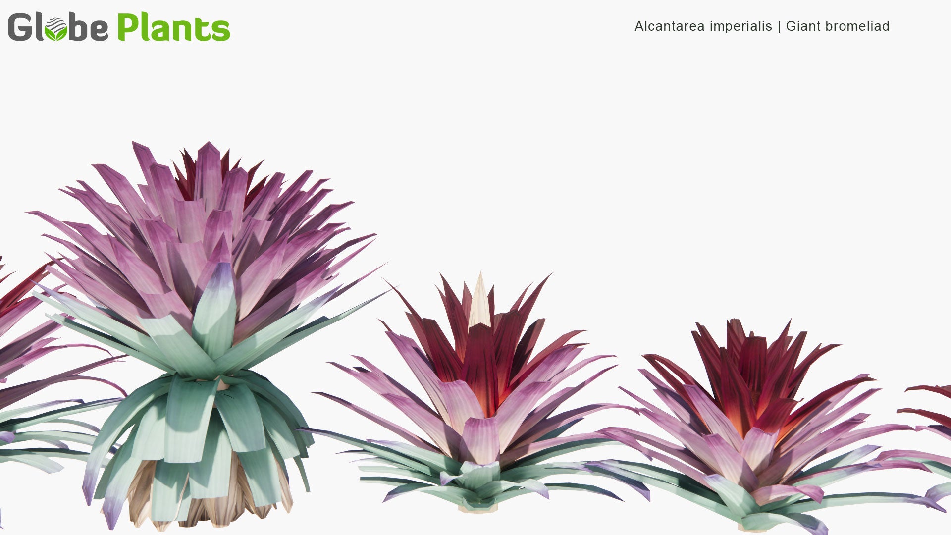Low Poly Alcantarea Imperialis - Giant Bromeliad (3D Model)