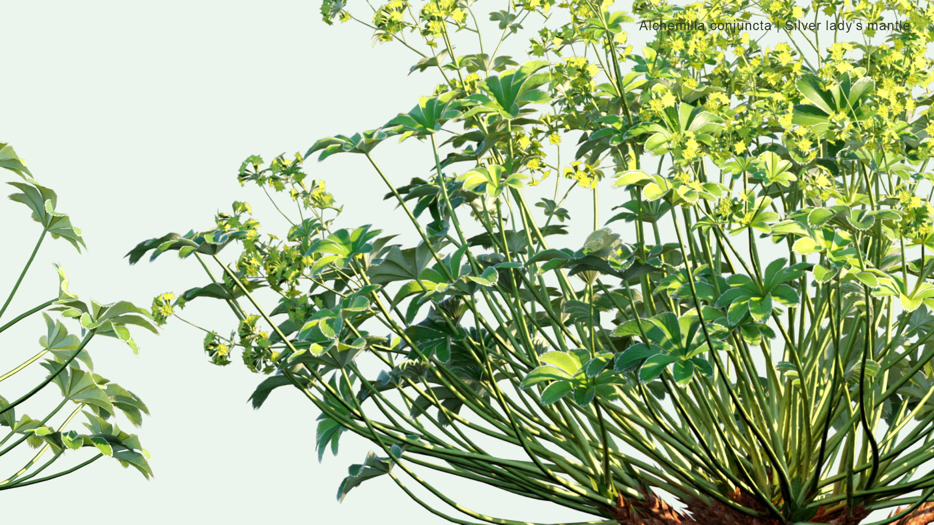 2D Alchemilla Conjuncta - Silver Lady's Mantle