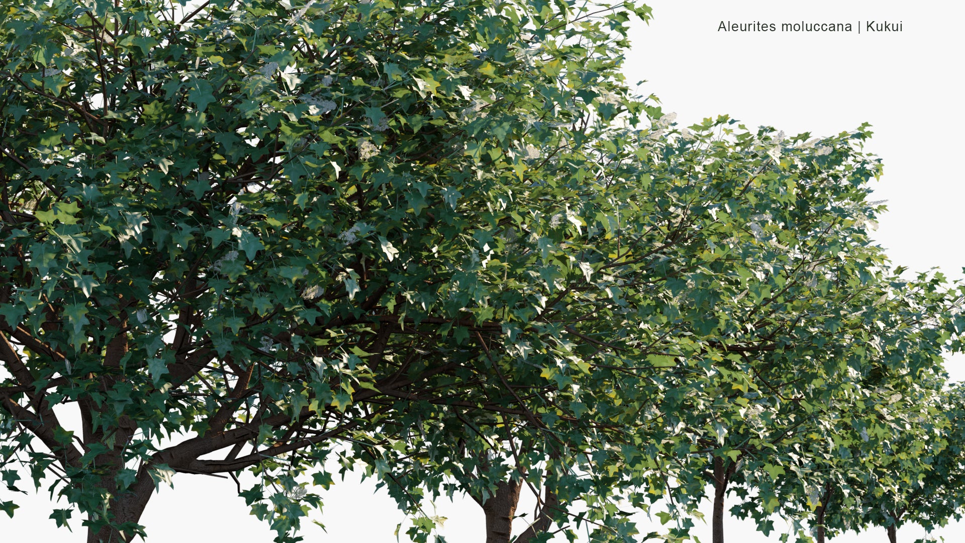 Low Poly Aleurites Moluccana - Candlenut, Kukui Nut Tree, Candleberry, Indian Walnut, Kemiri, Varnish Tree, Nuez de la India, Buah Keras, Godou (3D Model)