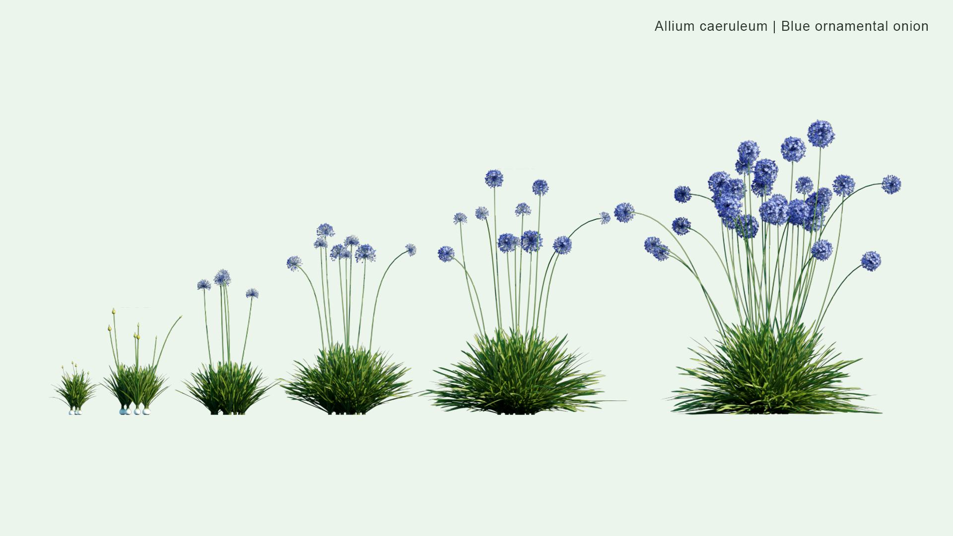 2D Allium Caeruleum - Blue Ornamental Onion