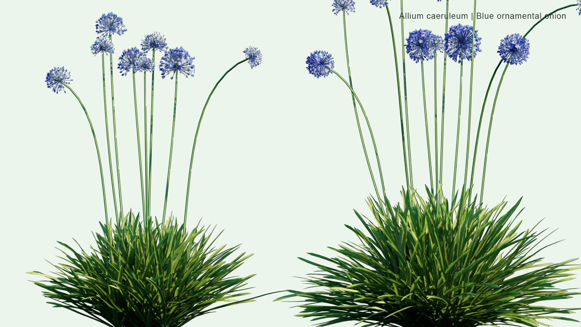 2D Allium Caeruleum - Blue Ornamental Onion