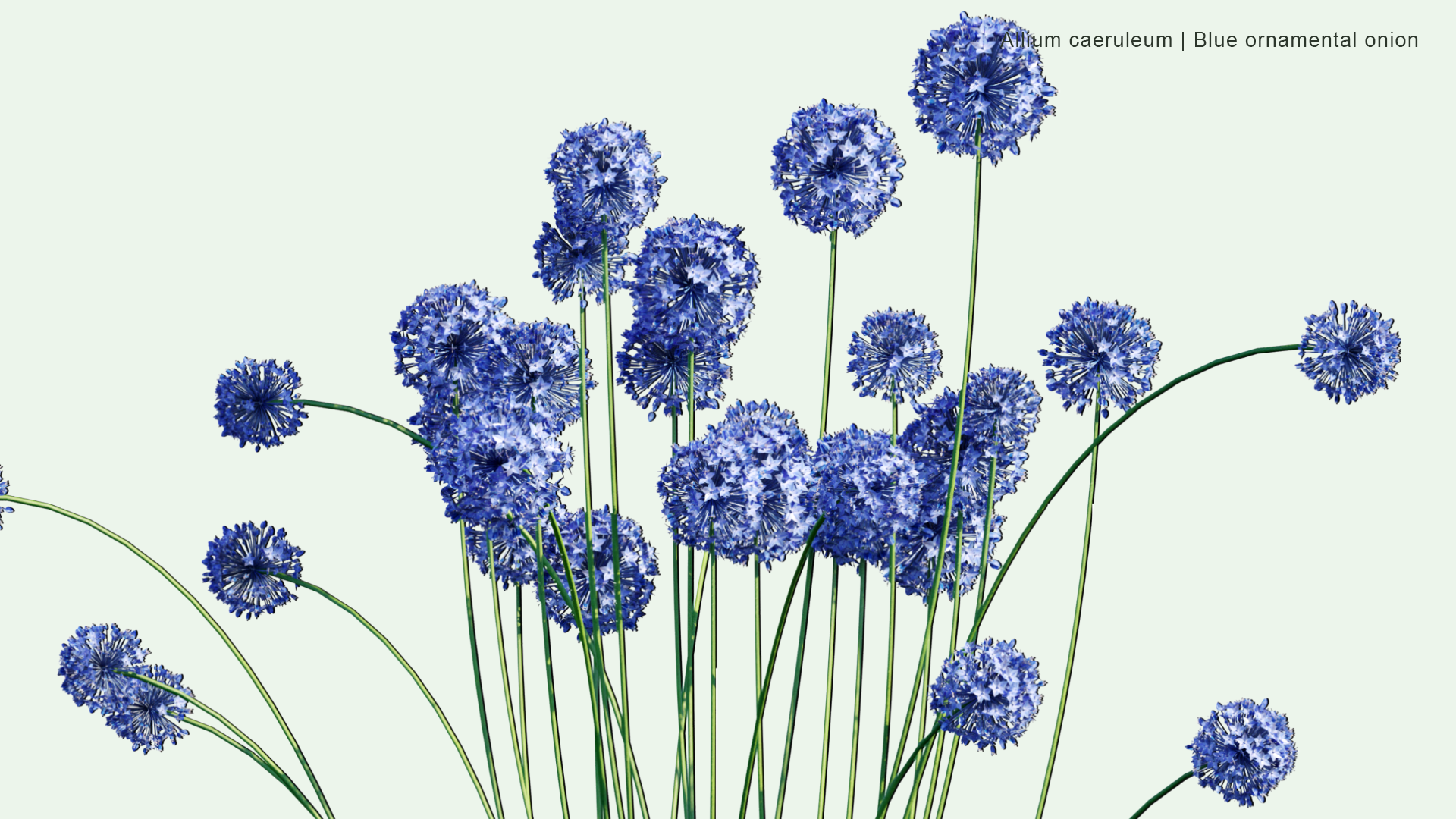 2D Allium Caeruleum - Blue Ornamental Onion