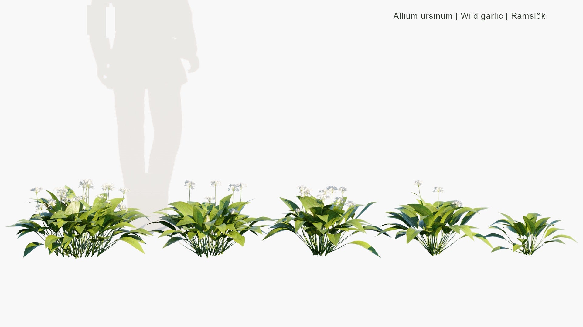 Low Poly Allium Ursinum - Wild Garlic, Ramsons, Cowleekes, Ramslök (3D Model)
