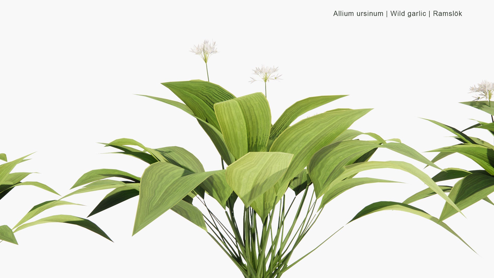 Low Poly Allium Ursinum - Wild Garlic, Ramsons, Cowleekes, Ramslök (3D Model)
