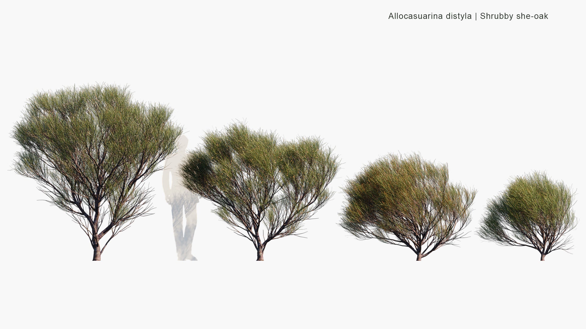 Allocasuarina Distyla - Scrub She-oak (3D Model)