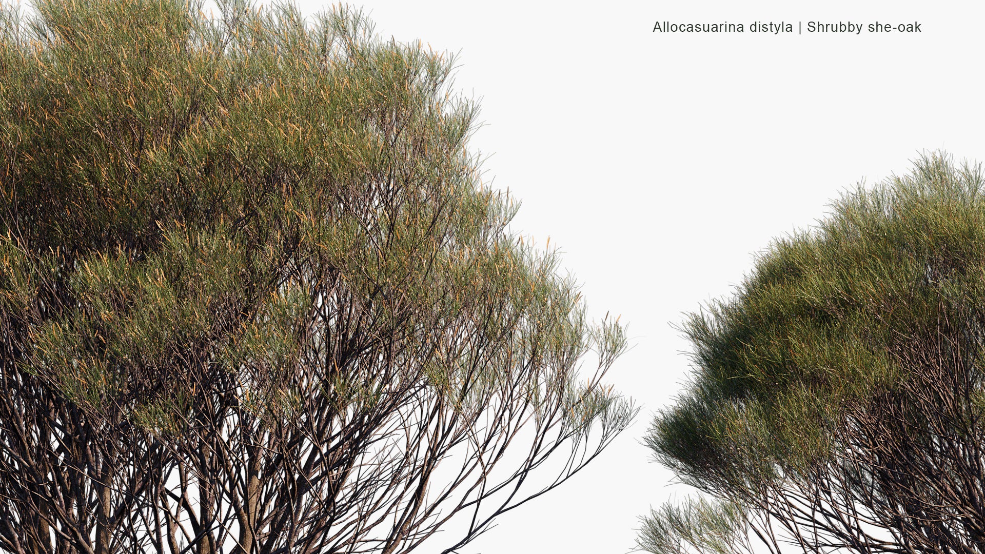 Allocasuarina Distyla - Scrub She-oak (3D Model)