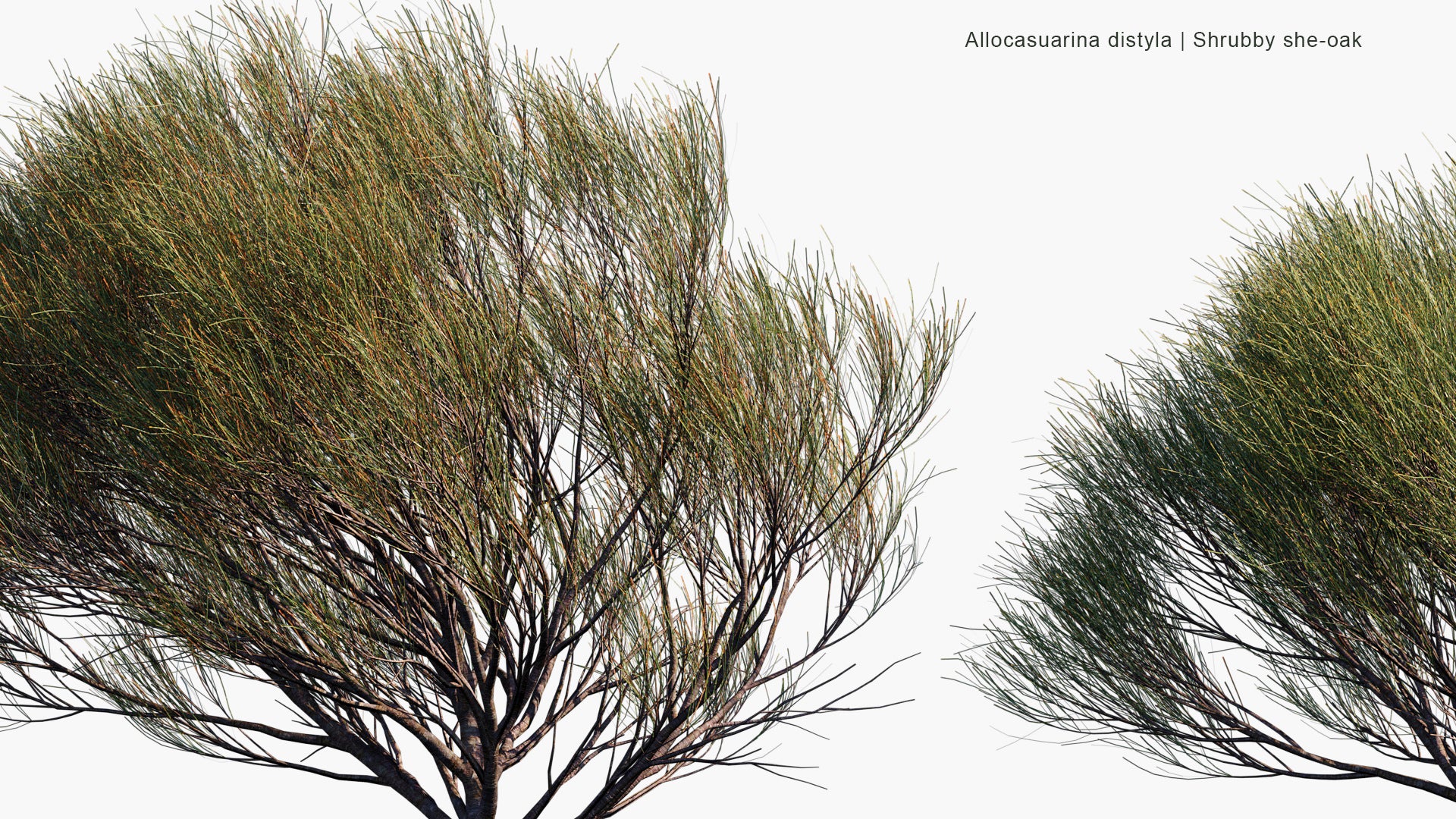 Allocasuarina Distyla - Scrub She-oak (3D Model)