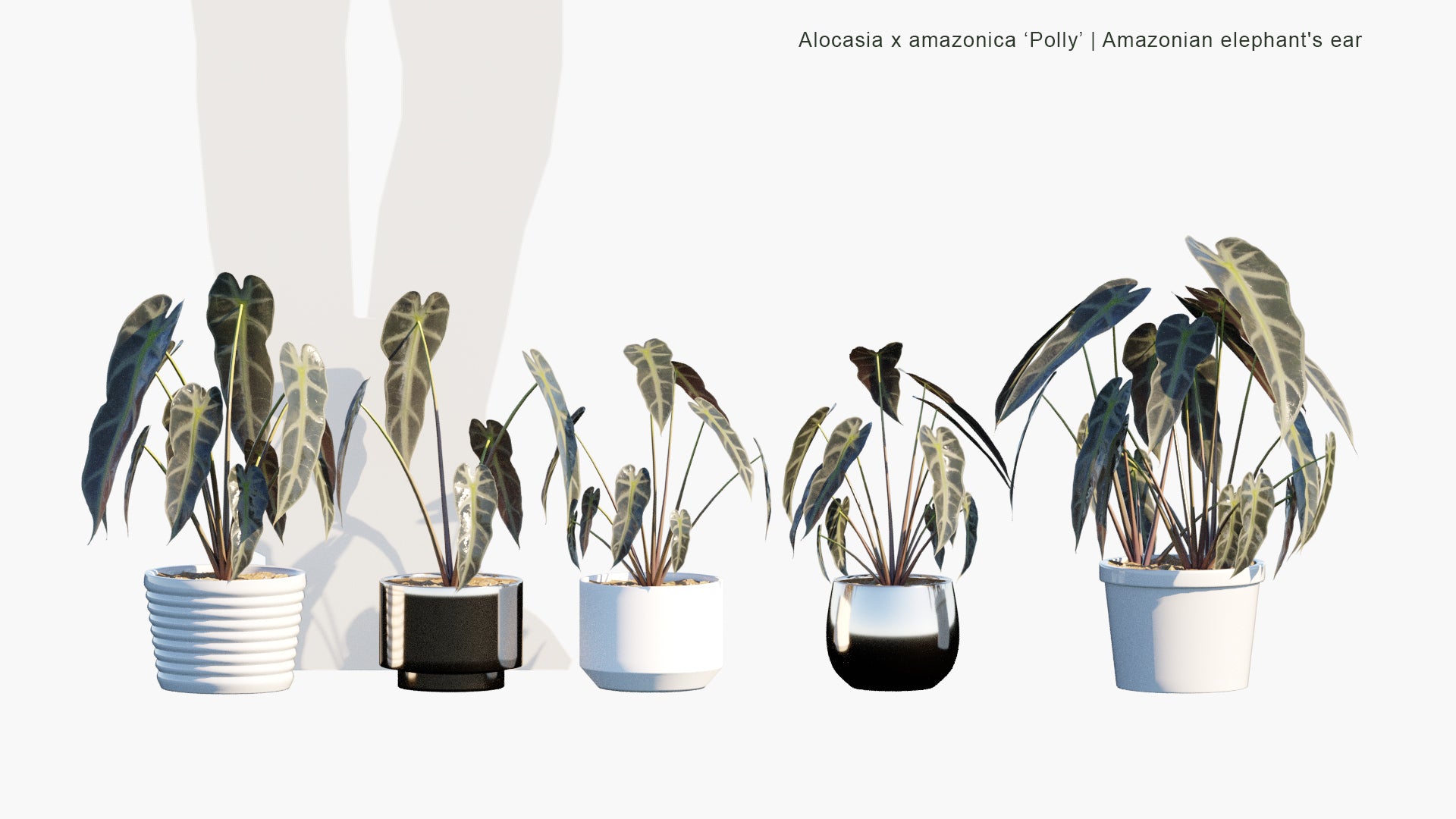 Low Poly Alocasia x Amazonica ‘Polly’ - Amazonian Elephant's Ear (3D Model)