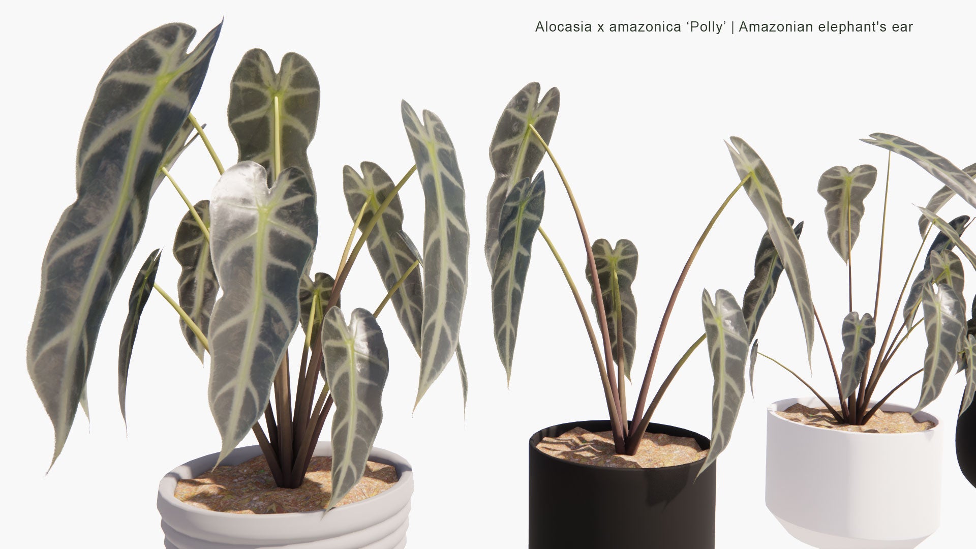 Low Poly Alocasia x Amazonica ‘Polly’ - Amazonian Elephant's Ear (3D Model)