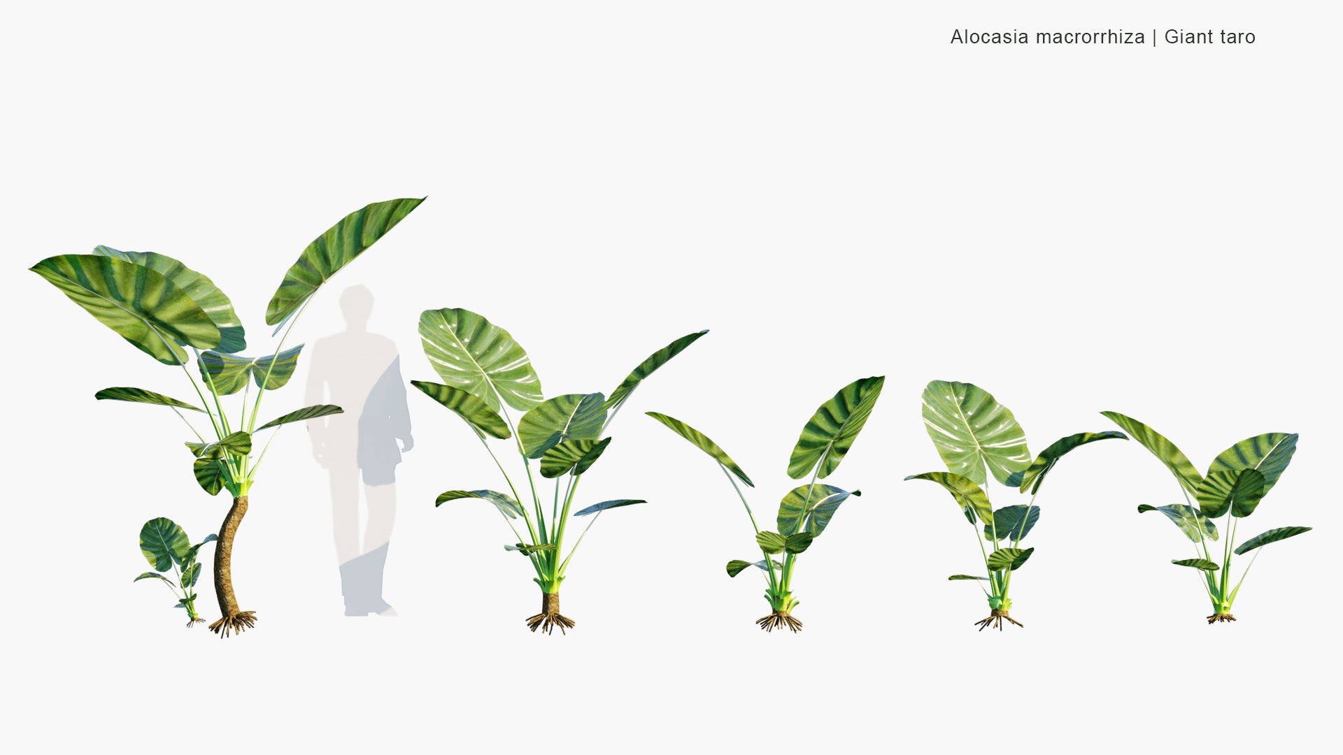 Low Poly Alocasia Macrorrhizos - Giant Taro (3D Model)