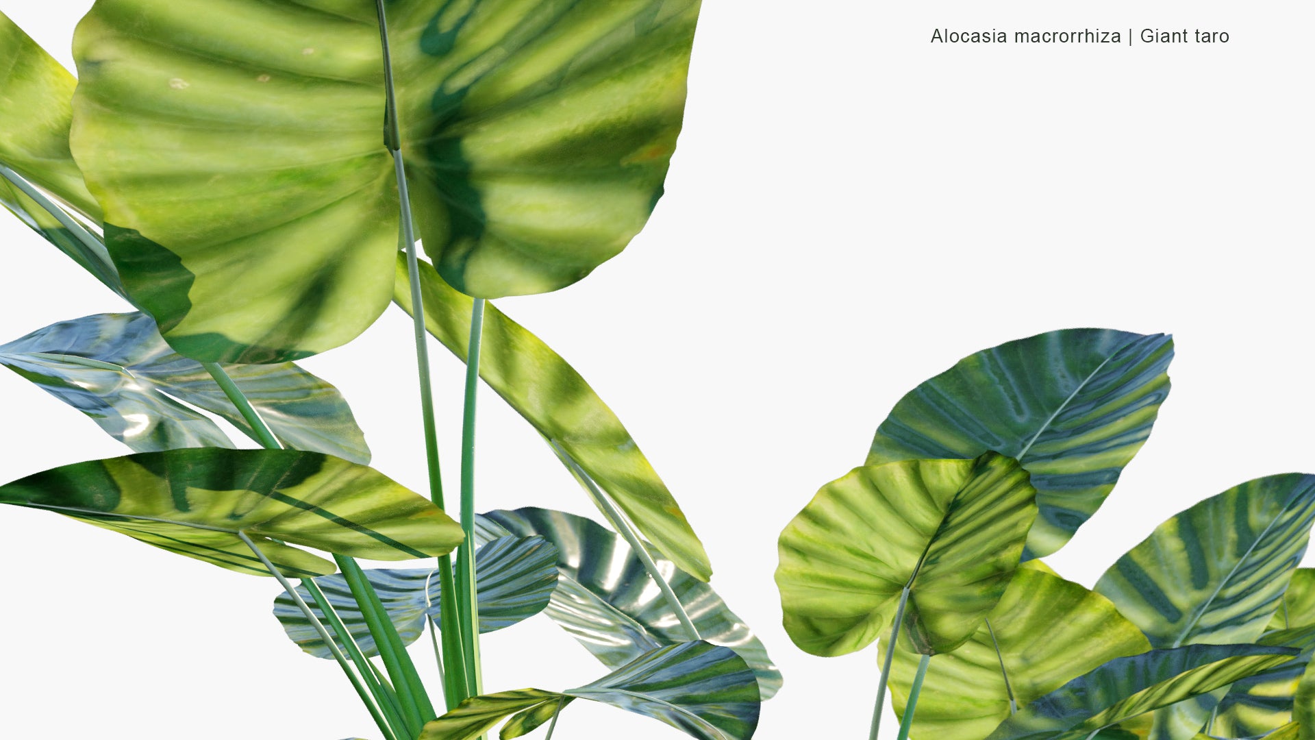 Low Poly Alocasia Macrorrhizos - Giant Taro (3D Model)