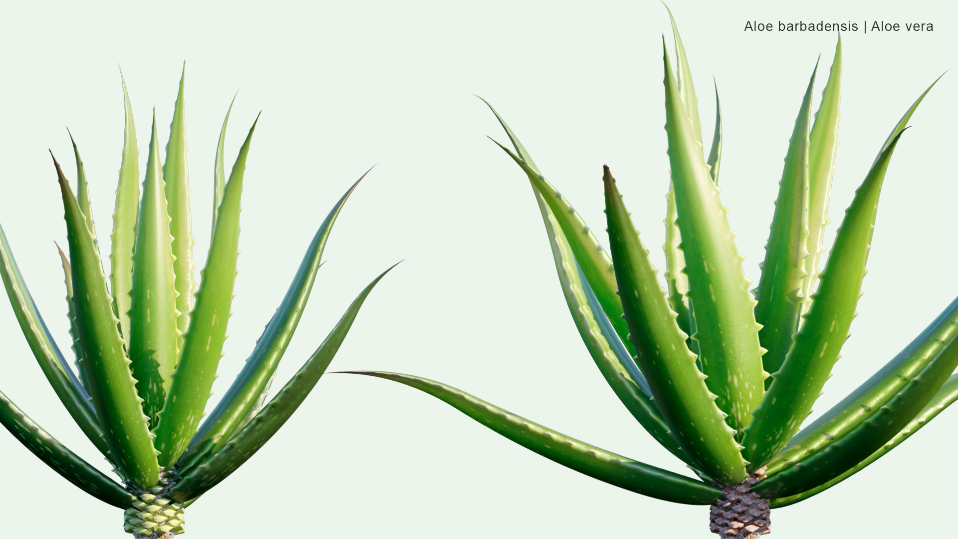 2D Aloe Barbadensis - Aloe Vera