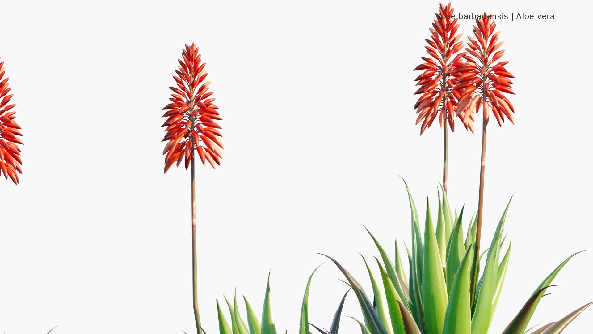 Low Poly Aloe Barbadensis - Aloe Vera (3D Model)