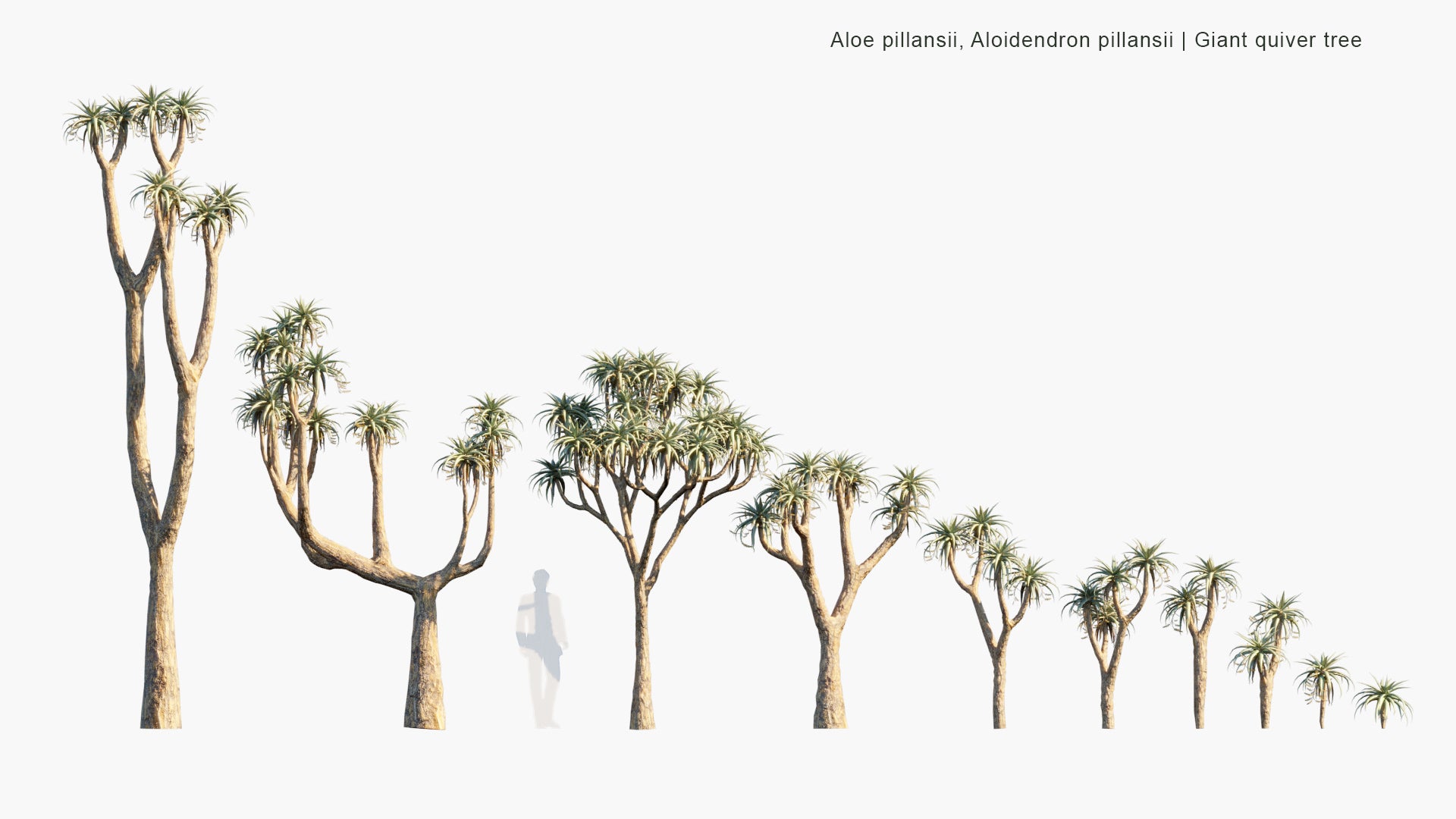 Low Poly Aloe Pillansii, Aloidendron Pillansii - Giant Quiver Tree, Bastard Quiver Tree (3D Model)