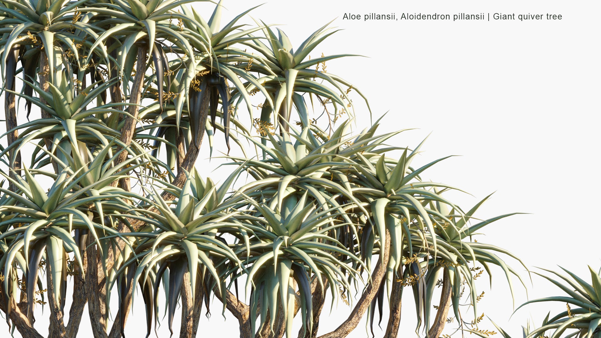 Low Poly Aloe Pillansii, Aloidendron Pillansii - Giant Quiver Tree, Bastard Quiver Tree (3D Model)