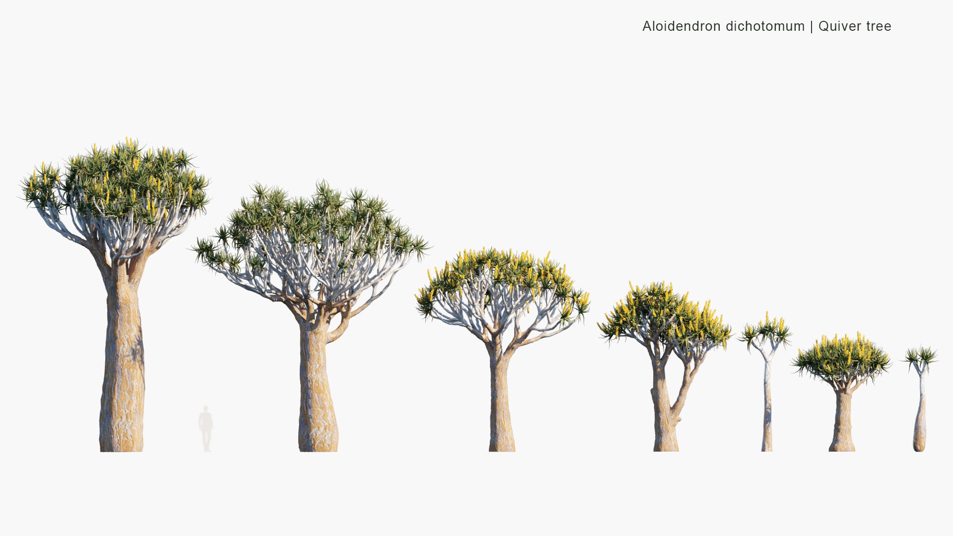 Aloidendron Dichotomum - Aloe Dichotoma, Quiver Tree, Kokerboom (3D Model)
