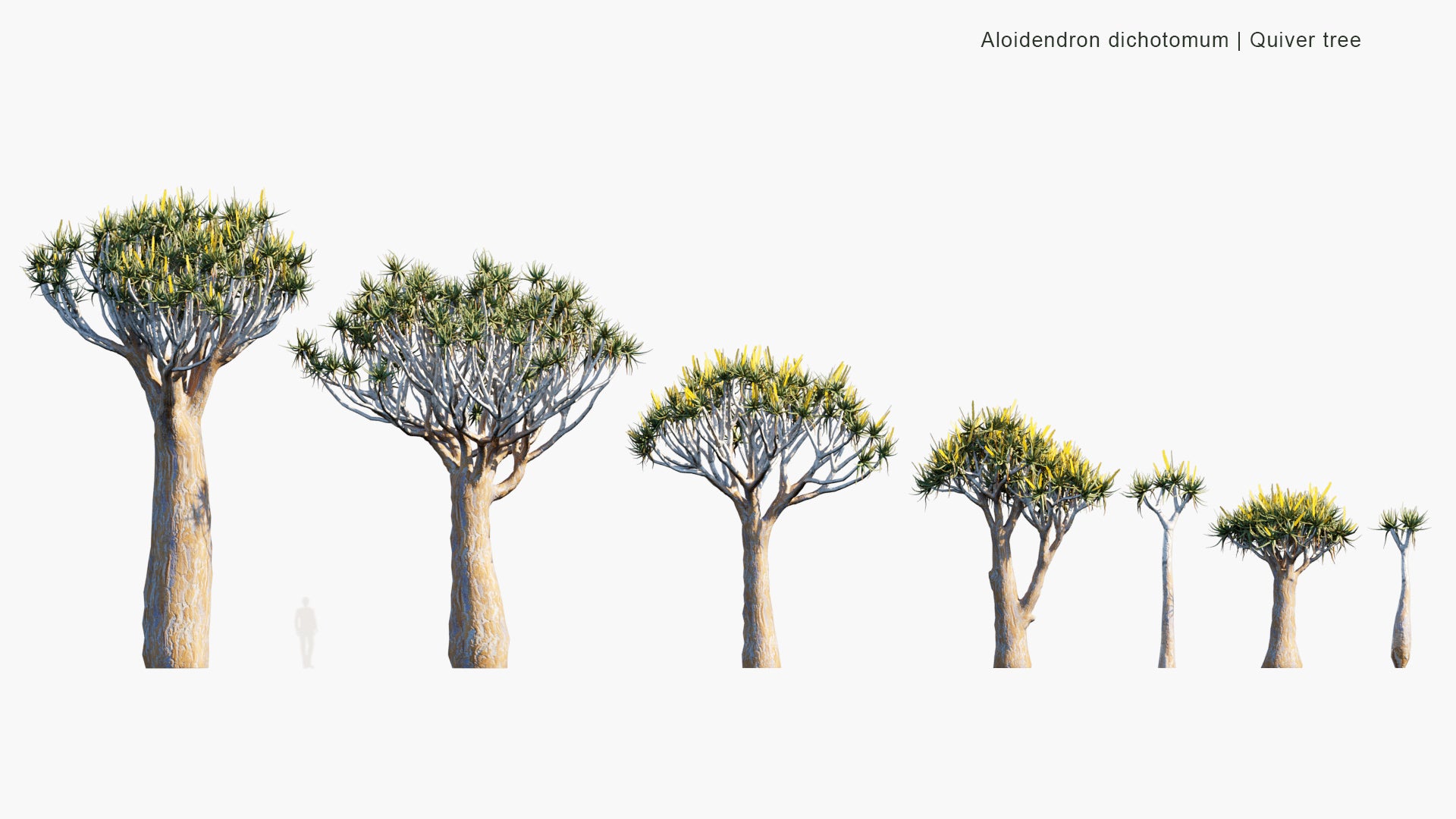 Low Poly Aloidendron Dichotomum - Aloe Dichotoma, Quiver Tree, Kokerboom (3D Model)