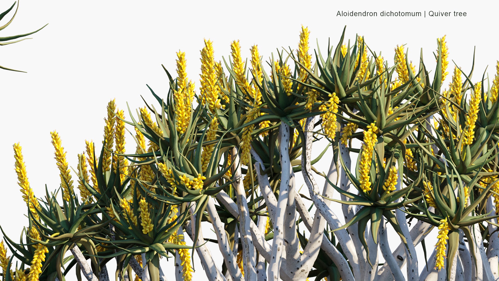 Aloe Dichotoma, Aloidendron Dichotomum, Aloe store Dichotoma, the Quiver Tree, Kokerboom, Blue-gray pointed leaves. USDA Zone 9-11.