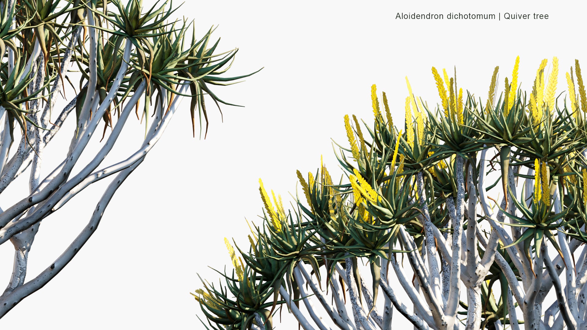 Low Poly Aloidendron Dichotomum - Aloe Dichotoma, Quiver Tree, Kokerboom (3D Model)