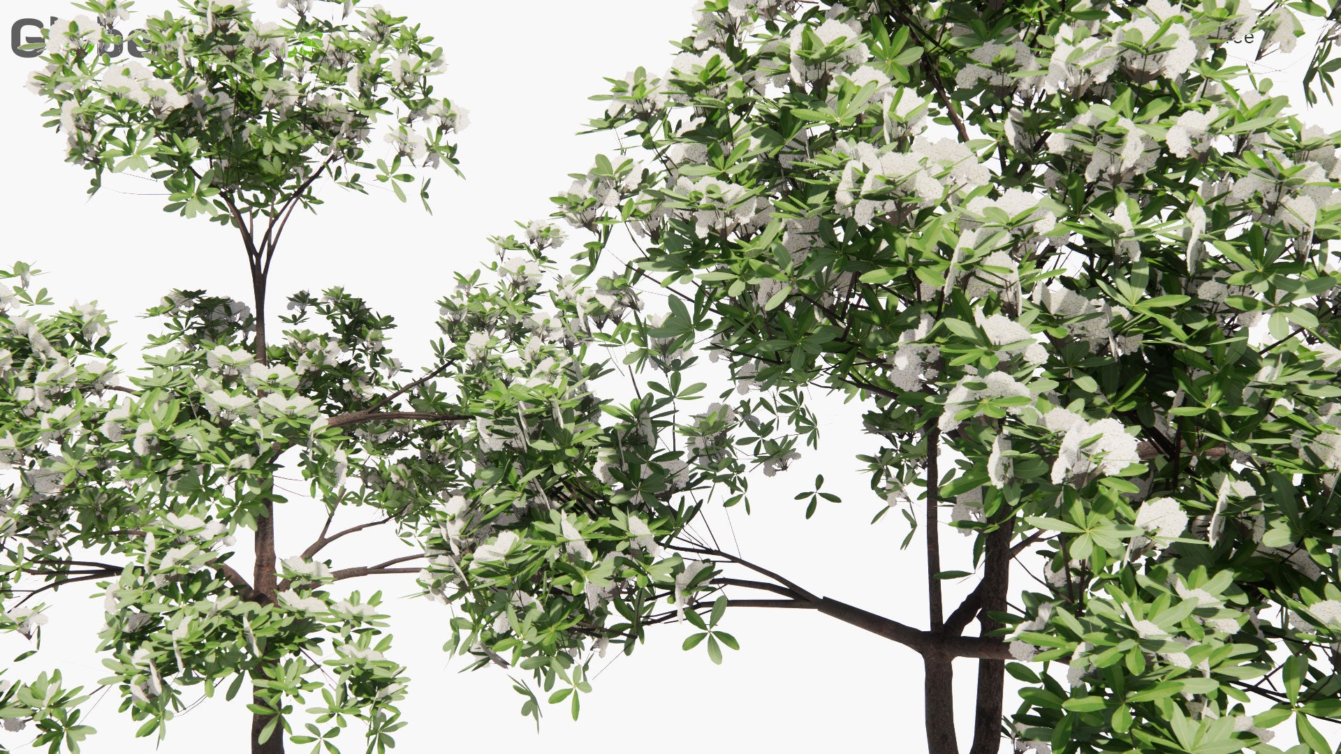 Low Poly Alstonia Scholaris - Blackboard Tree , Devil's Tree (3D Model)