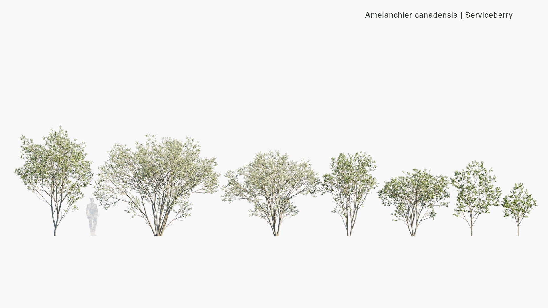 Low Poly Amelanchier Canadensis - Canadian Serviceberry, Chuckle-Berry, Currant-Tree, Juneberry, Shad-Blow Serviceberry, Shad-Blow, Shadbush, Shadbush Serviceberry, Sugarplum, Thicket Serviceberry (3D Model)