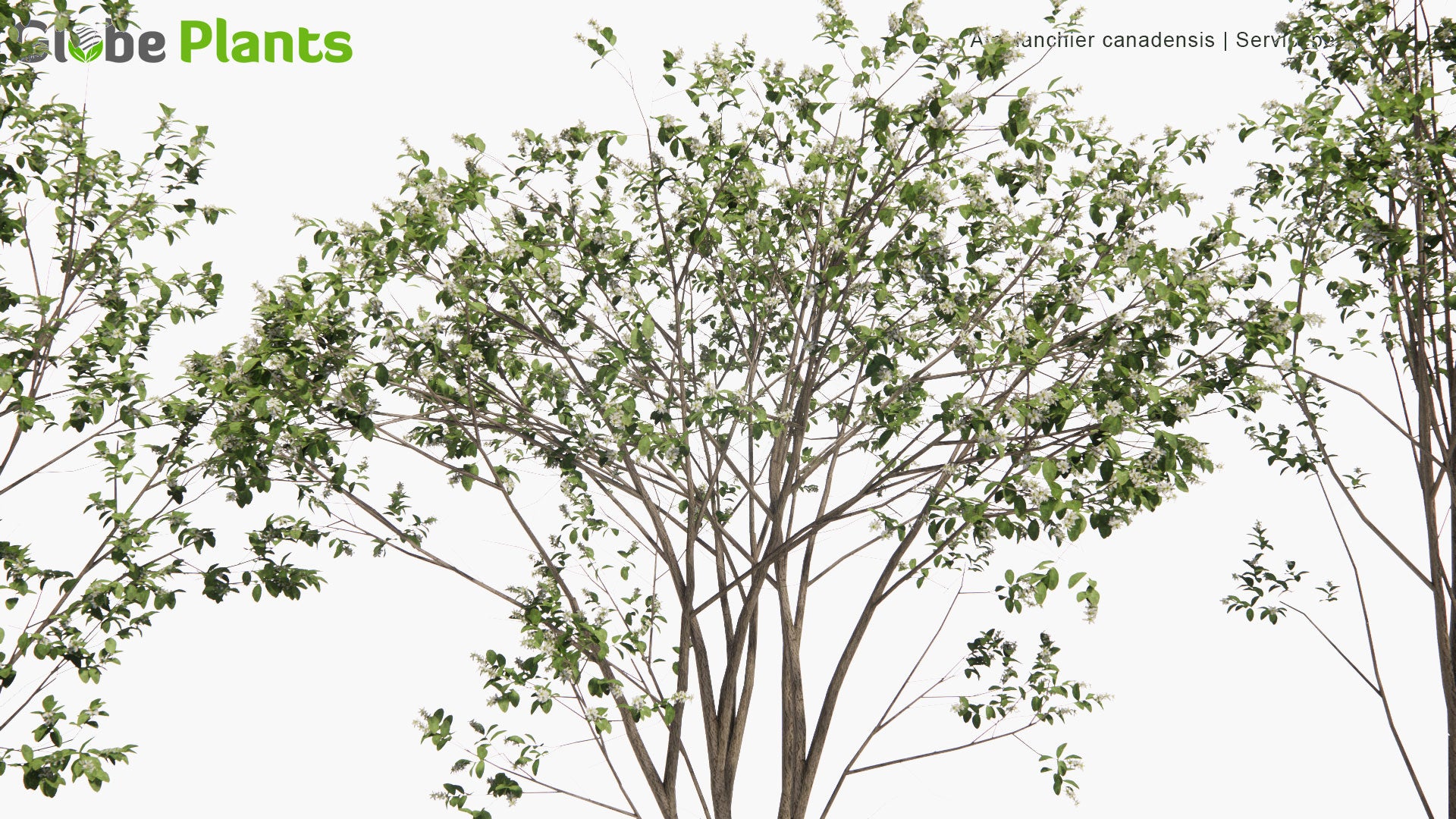 Low Poly Amelanchier Canadensis - Canadian Serviceberry, Chuckle-Berry, Currant-Tree, Juneberry, Shad-Blow Serviceberry, Shad-Blow, Shadbush, Shadbush Serviceberry, Sugarplum, Thicket Serviceberry (3D Model)