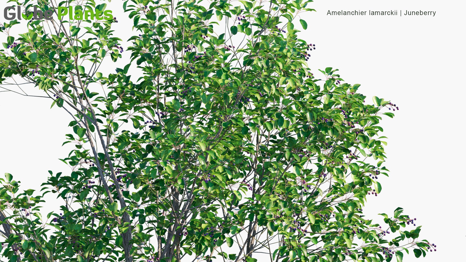 Low Poly Amelanchier Lamarckii - Juneberry, Serviceberry, Shadbush (3D Model)