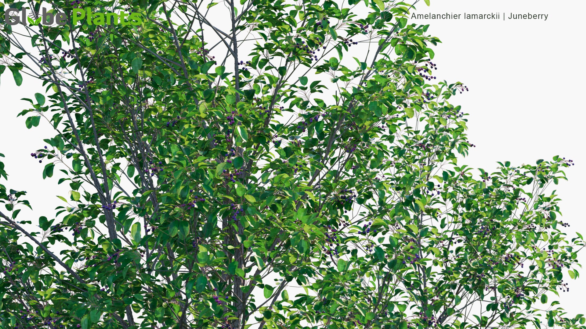 Low Poly Amelanchier Lamarckii - Juneberry, Serviceberry, Shadbush (3D Model)