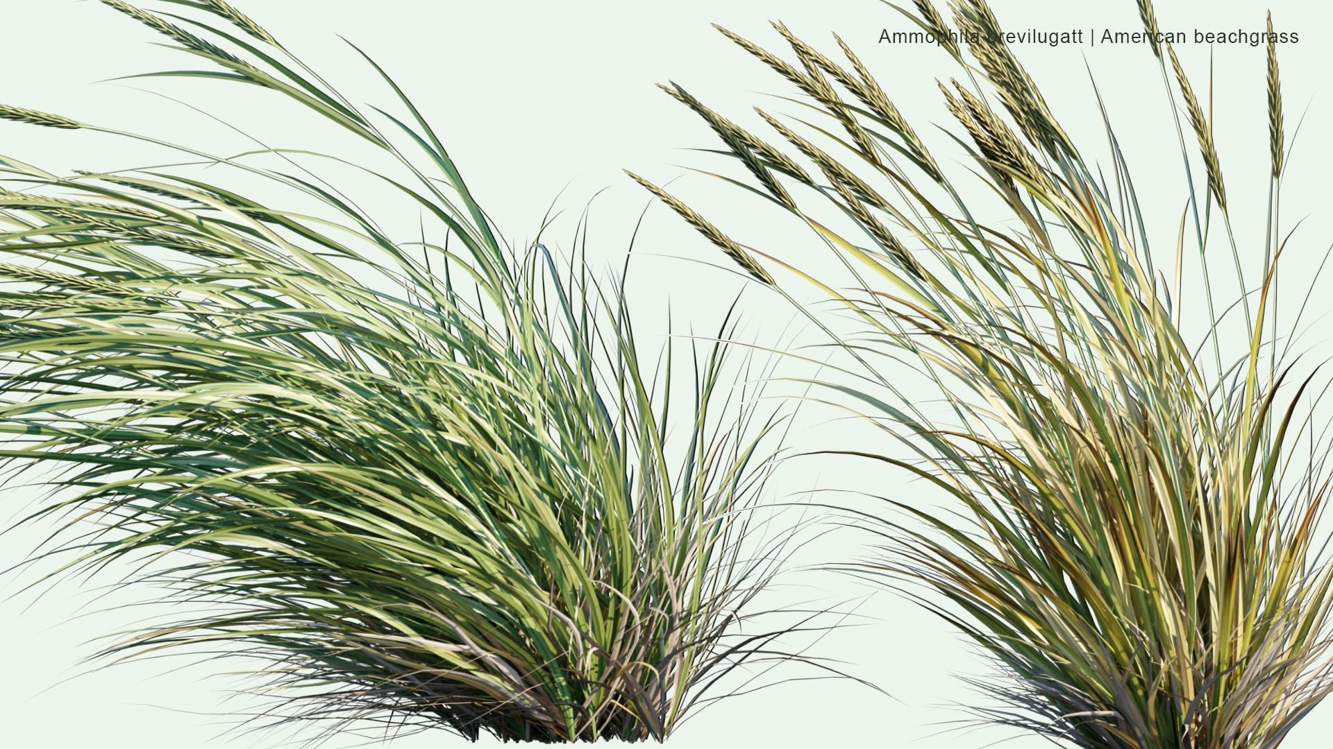 2D Ammophila Breviligulata - American Beachgrass, American Marram Grass