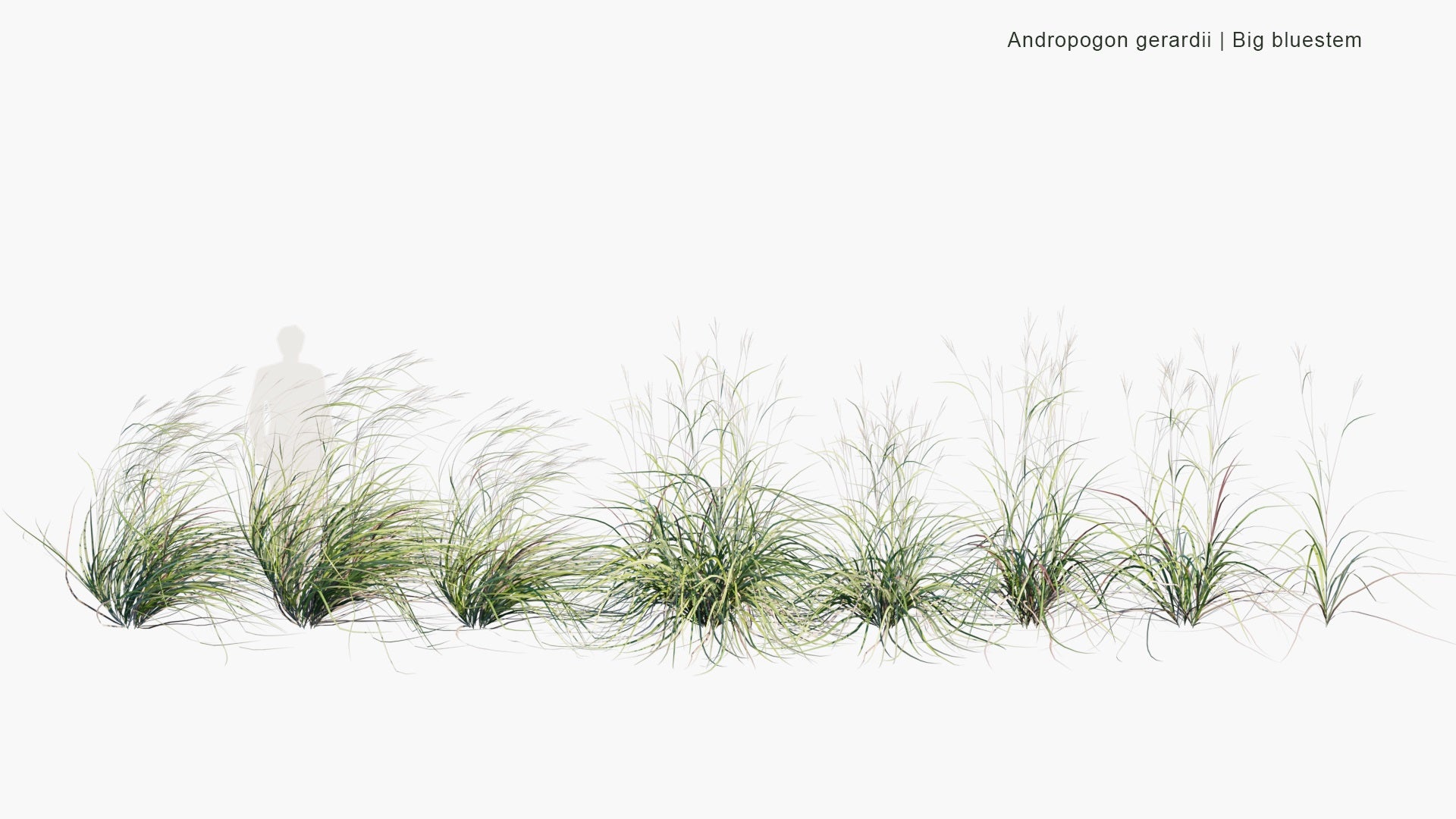 Low Poly Andropogon Gerardi - Big Bluestem, Turkeyfoot, Tall Bluestem, Bluejoint (3D Model)